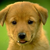 :iconel-rachel: