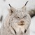 :iconel-siver: