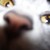 :iconelali: