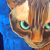 :iconelapross: