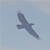 :iconelasticlogic: