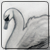 :iconelcisne:
