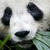 :iconeldarwen-penguin: