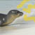 :iconelectric-seals: