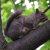 :iconelectric-squirrel: