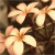 :iconelectricity02:
