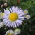 :iconelektronikflower: