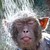 Elemes :iconelemes: