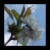 :iconElemmire-Saralonde: