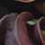 :iconeleodorcs: