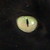 :iconeleven-11th: