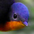:iconelf-instincts: