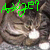 :iconelf-pirate: