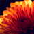 :iconelfique-lenelai: