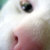 :iconelfortunawe: