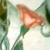 :iconelfreidre: