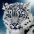 :iconelfscalling: