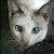 :iconElgaris: