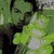 :iconelgraphic: