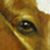 :iconelhana: