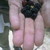 :iconeli579: