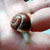 :iconelianagd: