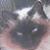 :iconEligrea: