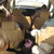 :iconelijanelli: