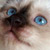 :iconelis80: