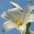 Elisabethxxx :iconelisabethxxx: