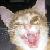 :iconelisabug: