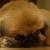 :iconelitechrome: