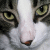 :iconeliwyn-starr: