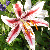 :iconelizabeth-fox: