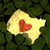 :iconelizabethtown60b: