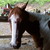 :iconelk-creek-stables: