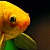 :iconelkie123: