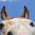 :iconelkprance15: