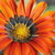 :iconella-jade:
