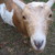 ella-vere :iconella-vere: