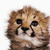:iconellie5480517: