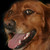 :iconelliottower: