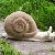 :iconellis-animals: