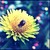 :iconellis-photography: