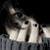 :iconellz-angel: