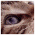 :iconelocyn: