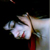 :iconeloisee: