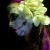 :iconElphame: