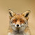 :iconelphyr: