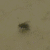 :iconelroy001: